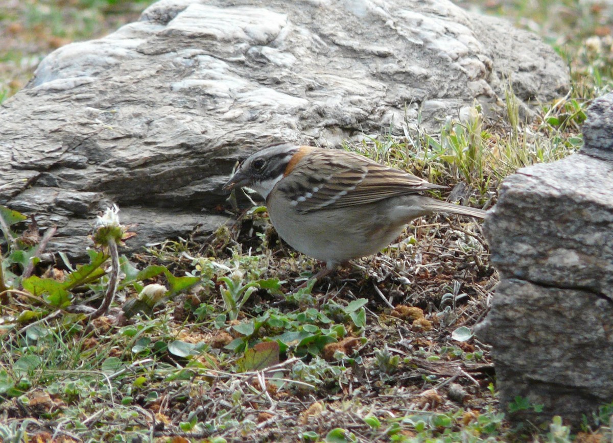 Rufous-collared Sparrow - ML376980111