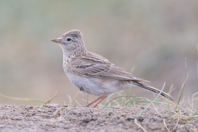 Possible confusion species: Asian Short-toed Lark (<em class="SciName notranslate">Alaudala cheleensis</em>) - Asian Short-toed Lark - 