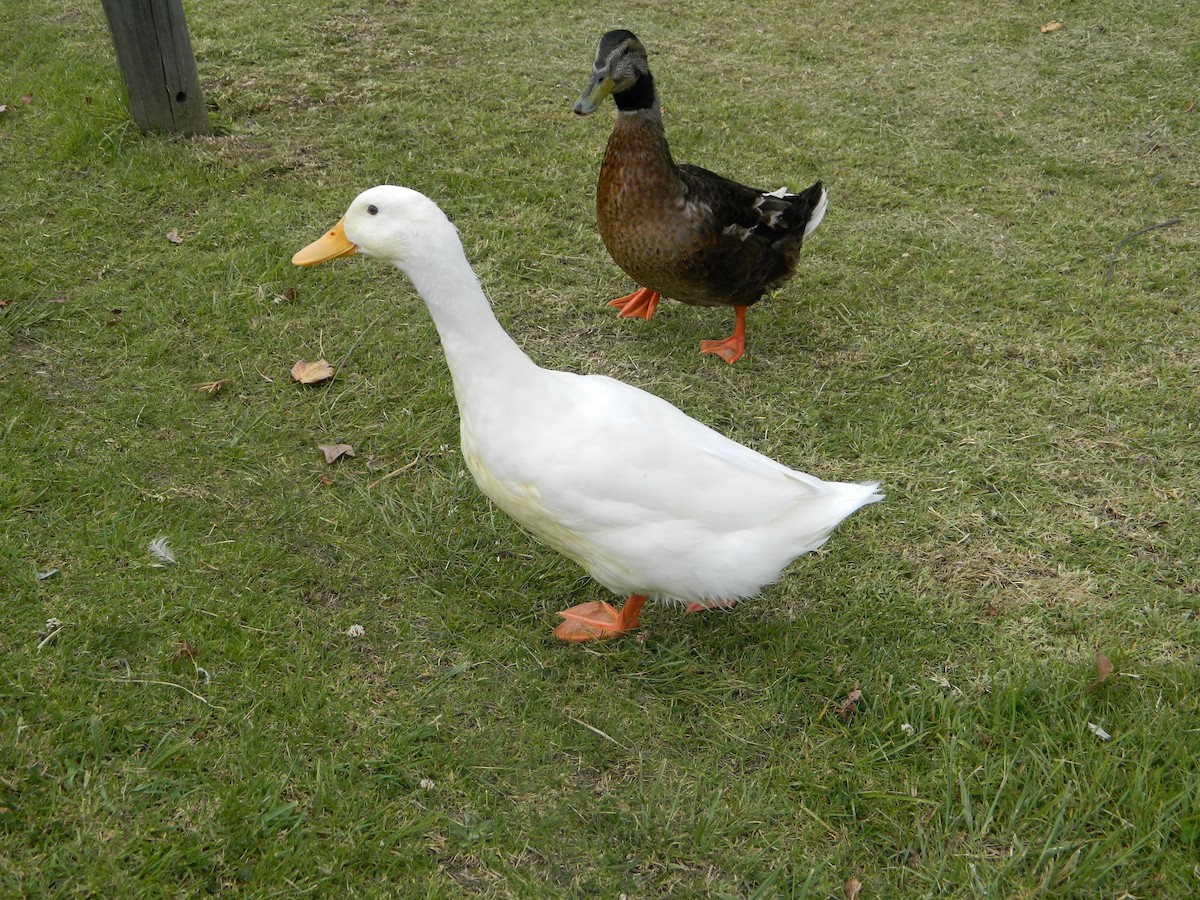 Graylag Goose (Domestic type) - ML376981601