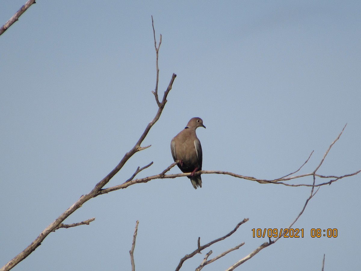 Eurasian Collared-Dove - ML376984561