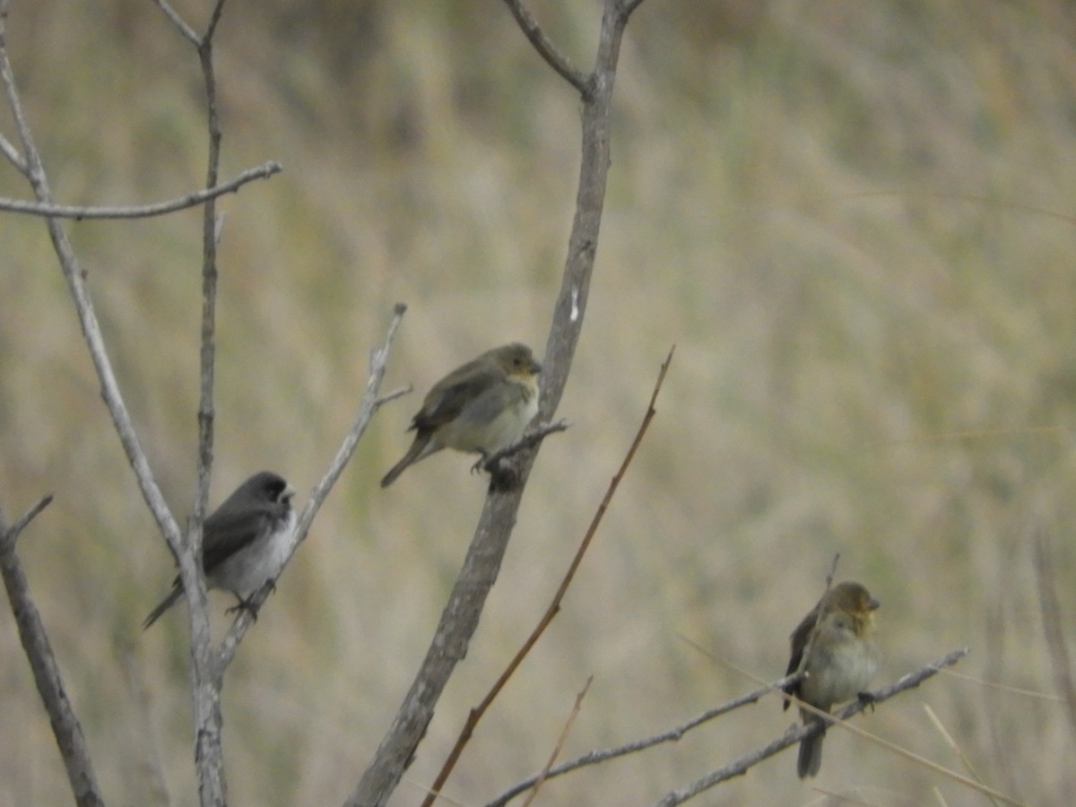 Double-collared Seedeater - ML376985061