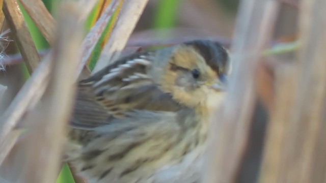 Nelson's Sparrow (Interior) - ML376988781