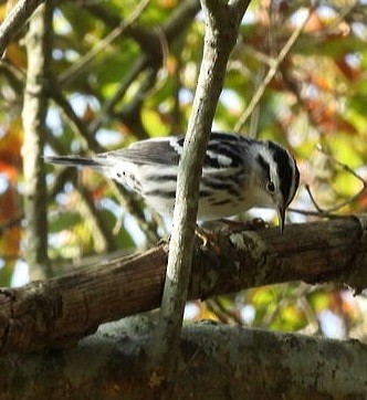 Black-and-white Warbler - ML376992761