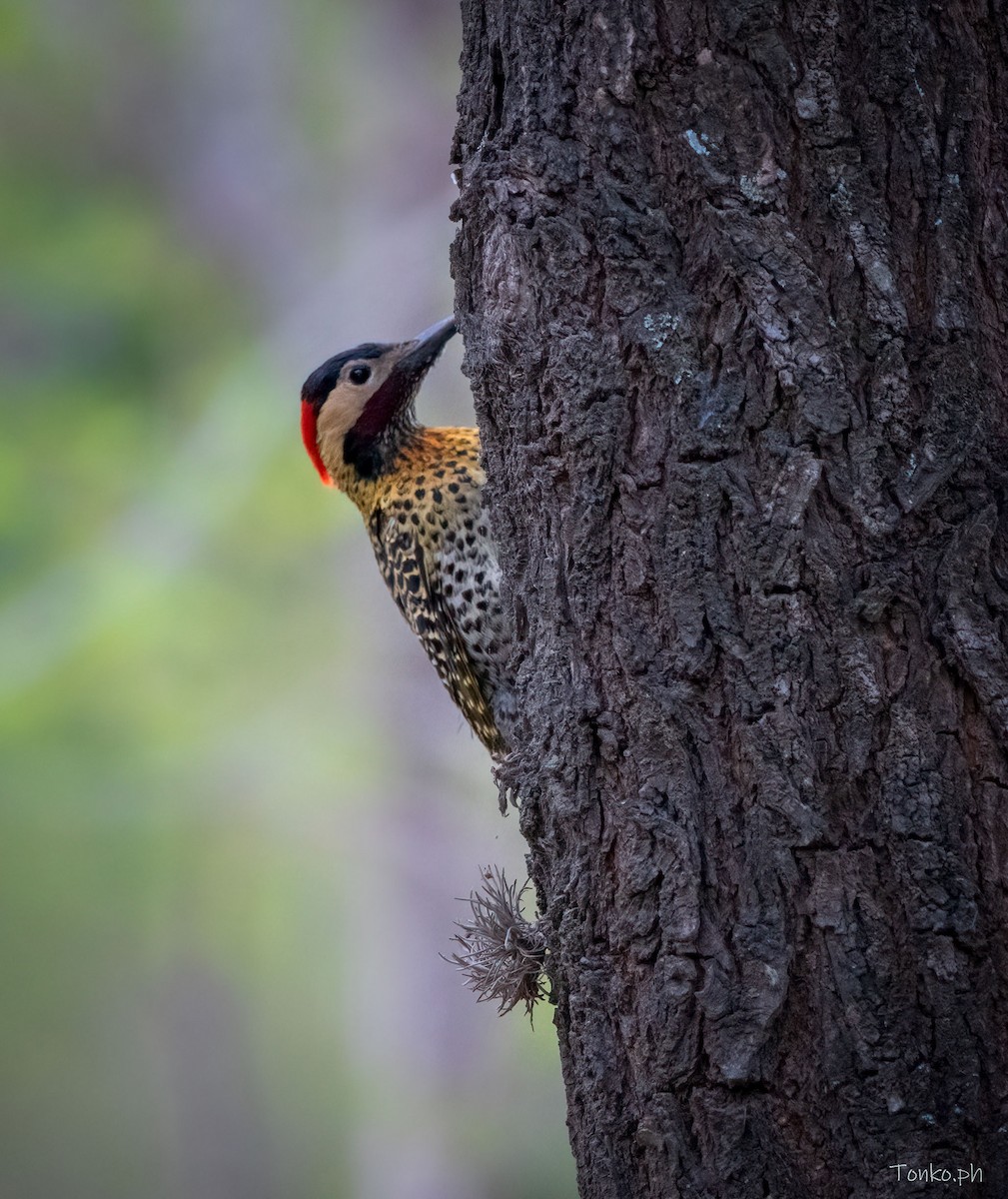 Green-barred Woodpecker - Carlos Maure