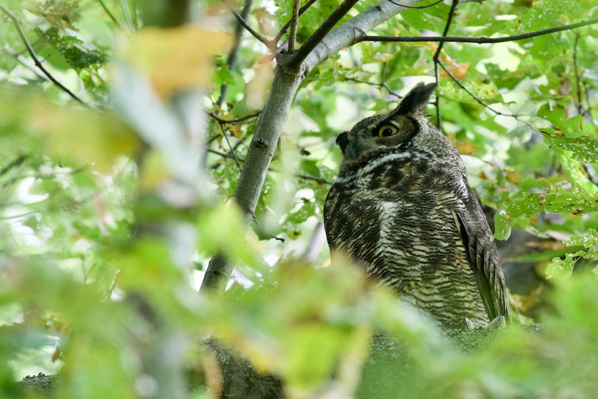 Great Horned Owl - ML376996711