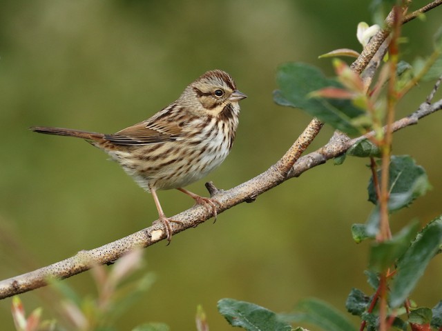 Song Sparrow Ebird