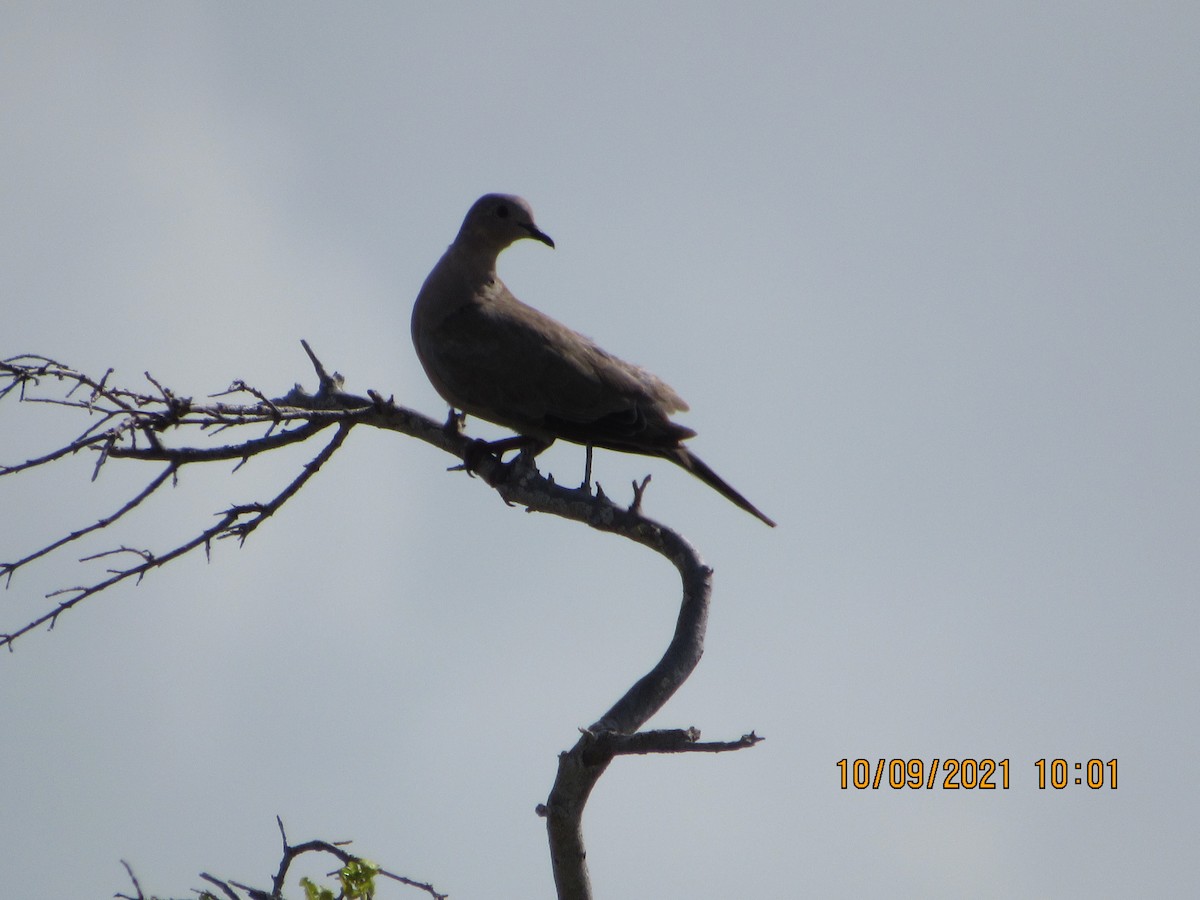 Eurasian Collared-Dove - ML377009171