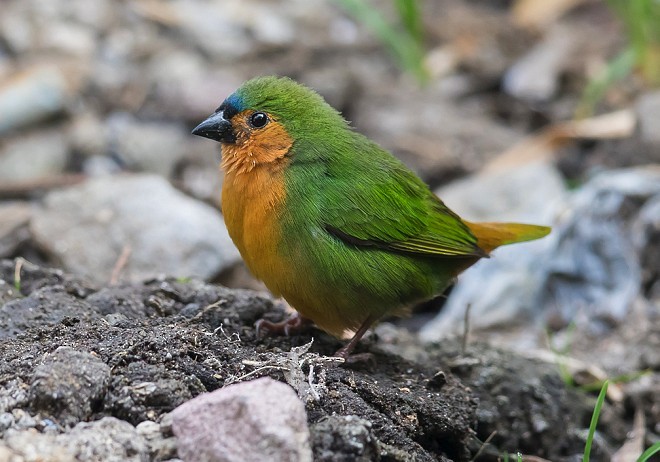 Tawny-breasted Parrotfinch - ML377012271