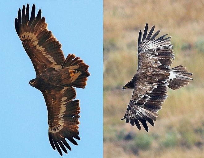 Steppe Eagle - Manjusha Savant