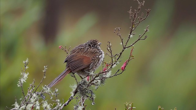  - Many-striped Canastero