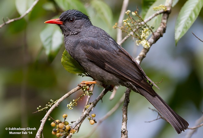 Square-tailed Bulbul (Indian) - ML377015391