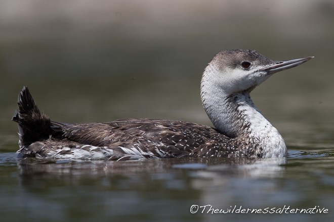 Red-throated Loon - ML377017971