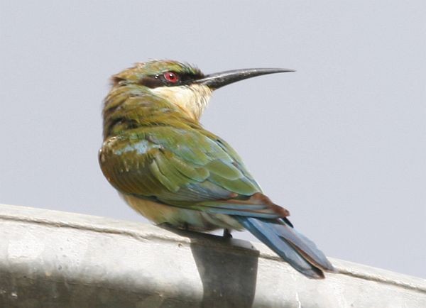 Blue-tailed Bee-eater - ML377018521