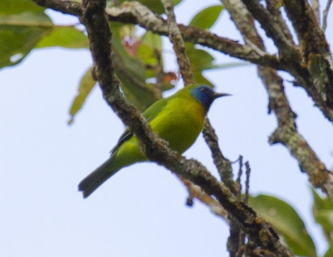 Blue-masked Leafbird - ML377025231