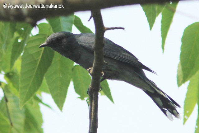 Black-winged Cuckooshrike - Ayuwat Jearwattanakanok