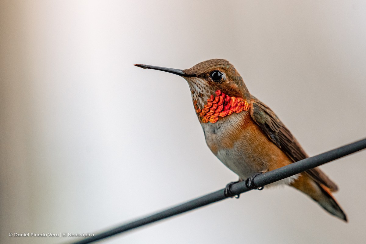 Rufous Hummingbird - Daniel Pineda Vera
