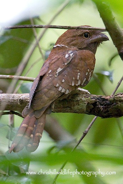 Gould's Frogmouth - ML377032931