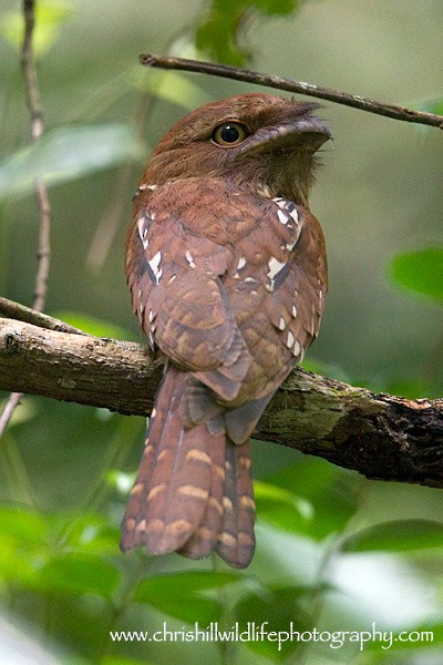 Gould's Frogmouth - ML377032951