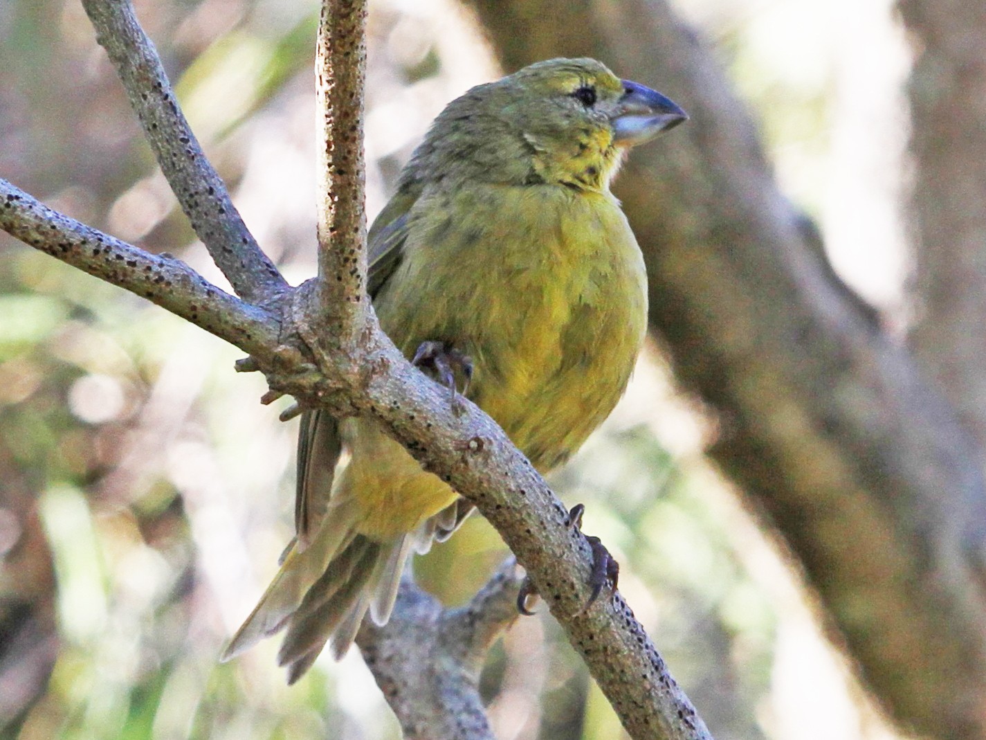 Nésospize de Wilkins eBird