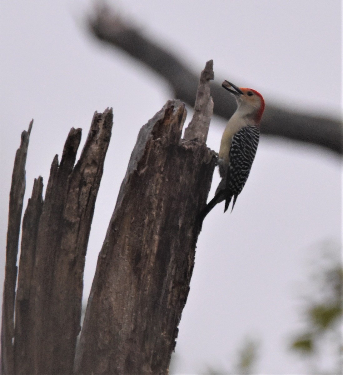 Red-bellied Woodpecker - Old Sam Peabody
