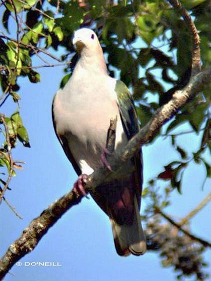 Green Imperial-Pigeon (Rufous-naped) - ML377035881