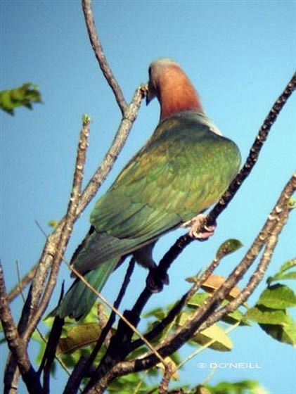 Green Imperial-Pigeon (Rufous-naped) - Daisy O'Neill