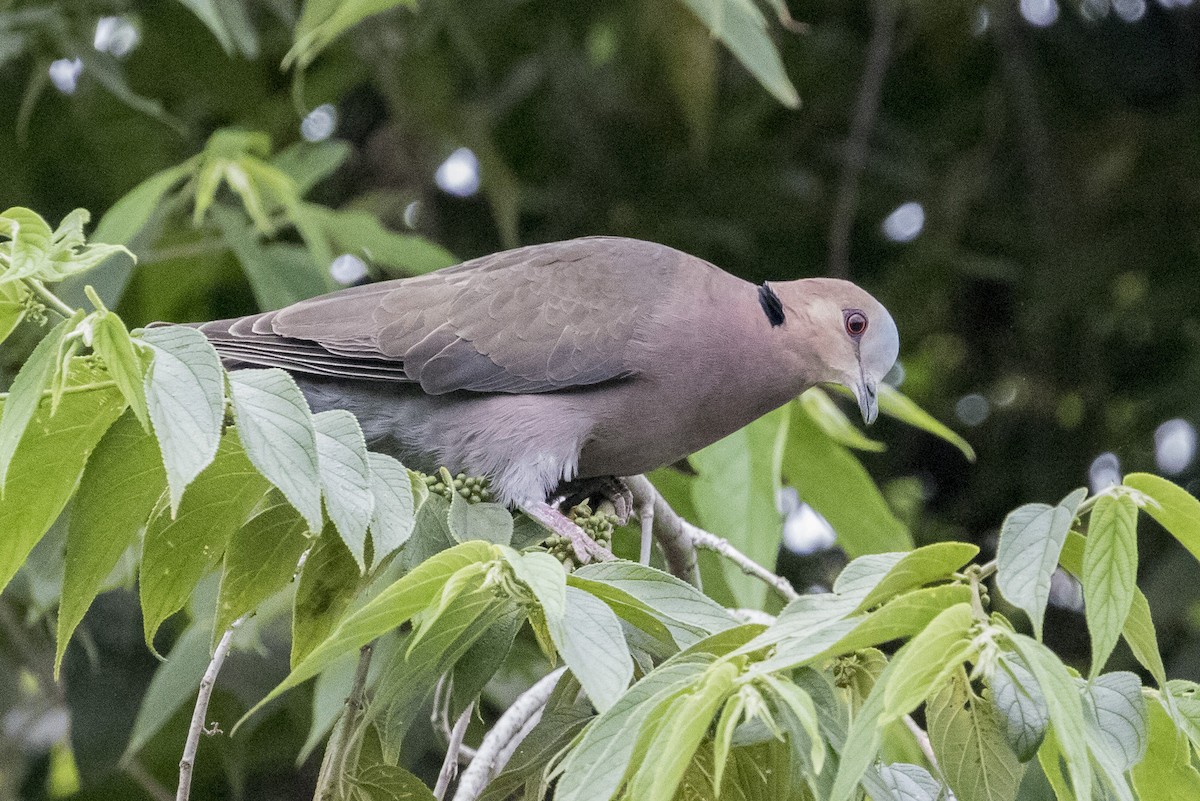 Red-eyed Dove - ML377036021