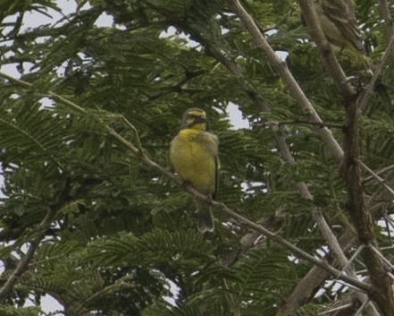 Yellow-fronted Canary - ML377036241