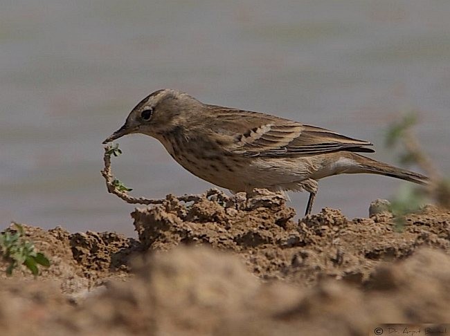 Water Pipit - ML377039741