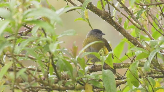 Black-and-yellow Silky-flycatcher - ML377040821