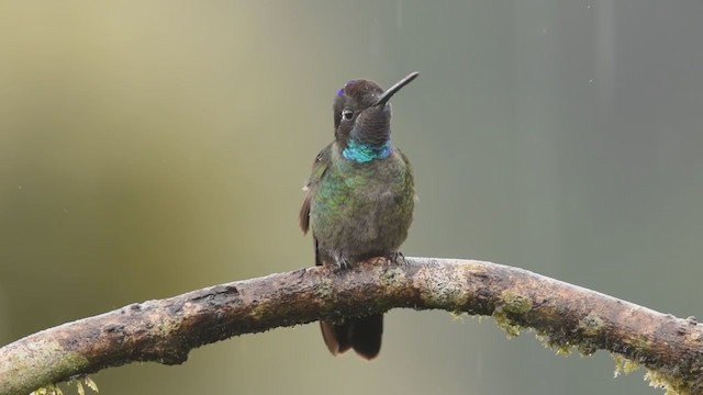 Talamanca Hummingbird - ML377053501