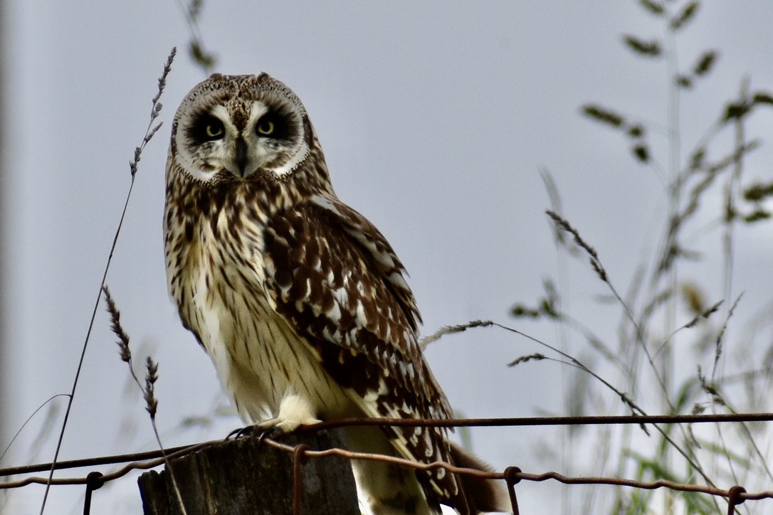 Short-eared Owl (Hawaiian) - ML377055161
