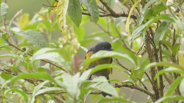 Black-and-yellow Silky-flycatcher - ML377056471