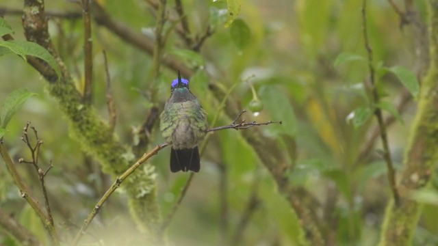Talamanca Hummingbird - ML377059721