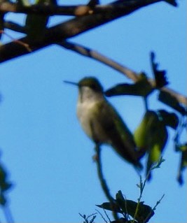 Ruby-throated Hummingbird - ML377061481