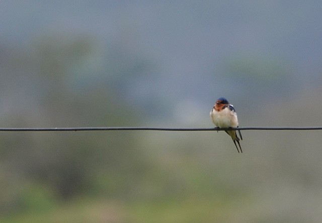 Barn Swallow (American)