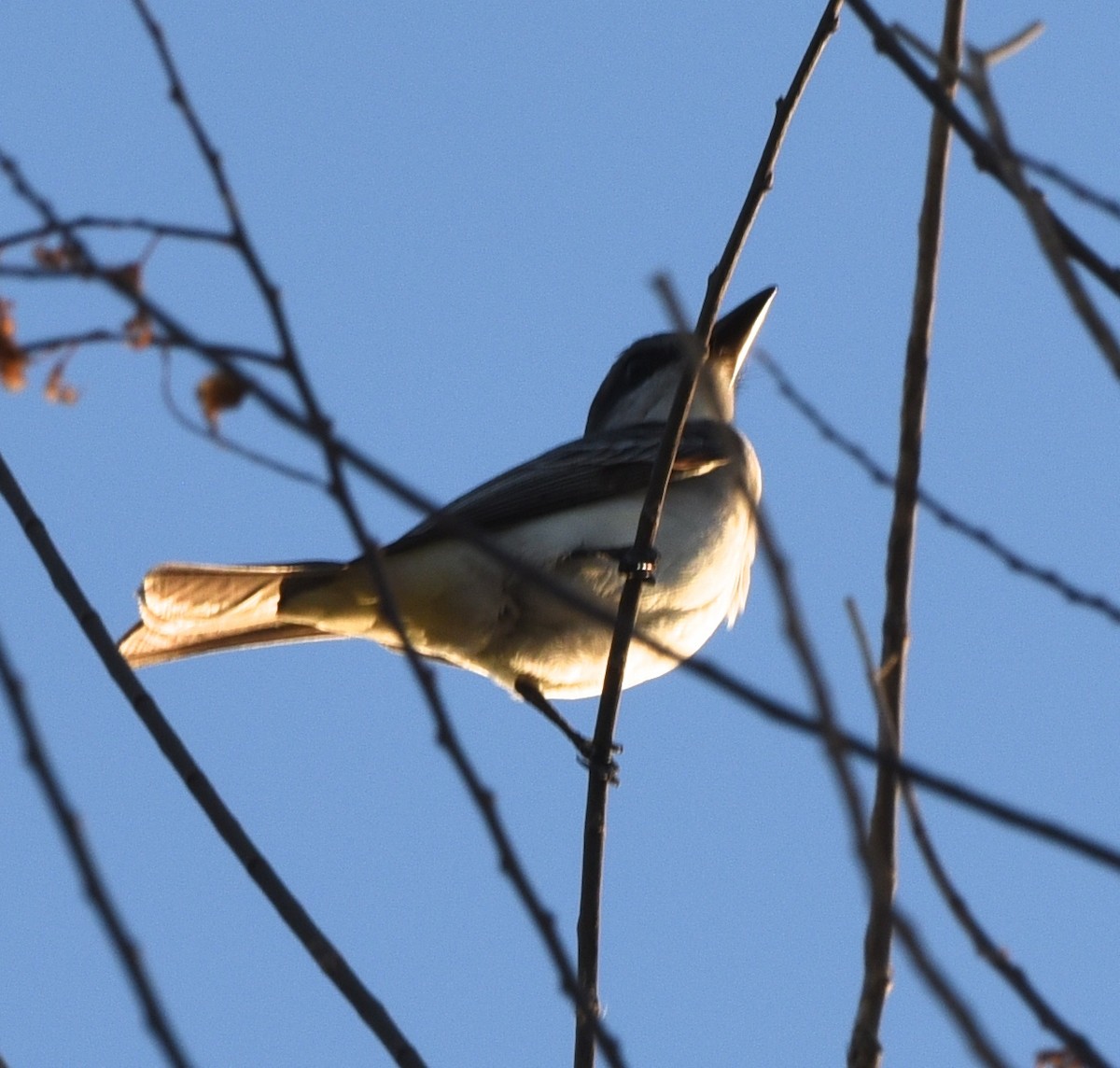 Ebird Checklist Oct Frontyard Backyard Species