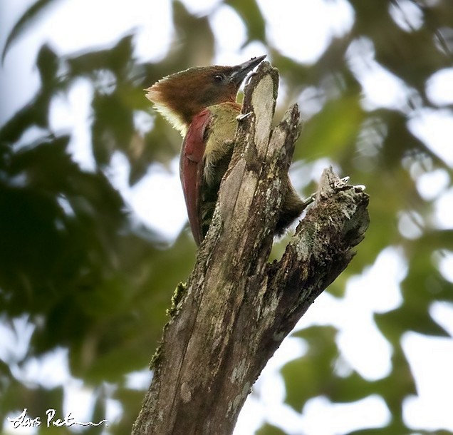 Checker-throated Woodpecker (Javan) - ML377063661