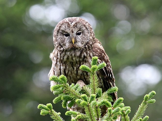 Ural Owl (Pere David's) - ML377064161