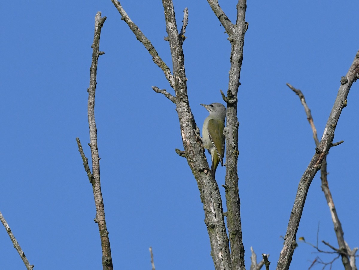 Gray-headed Woodpecker - František Straka