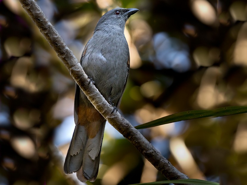 New Caledonian Cuckooshrike - Lars Petersson | My World of Bird Photography