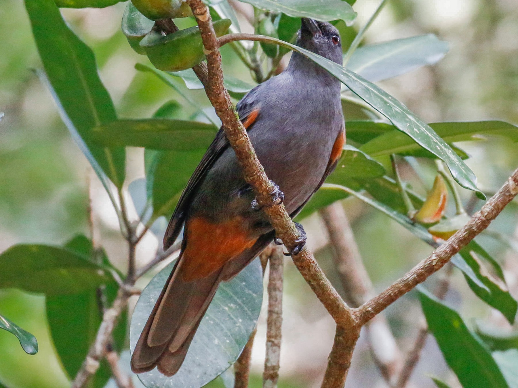 New Caledonian Cuckooshrike - Tom Driscoll