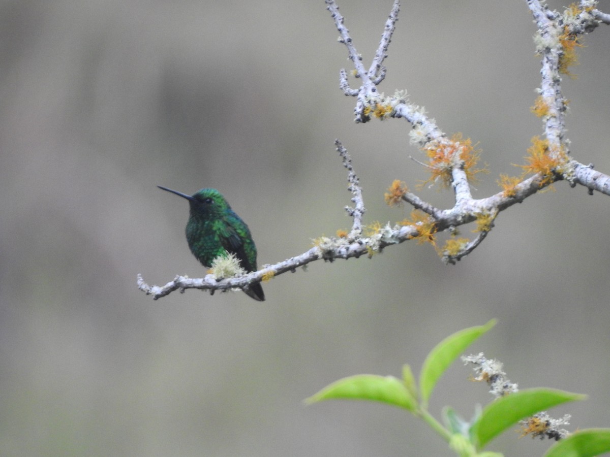 Narrow-tailed Emerald - Alberto Peña