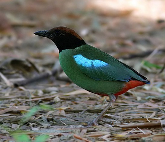 Western Hooded Pitta (Chestnut-crowned) - Peter Ericsson