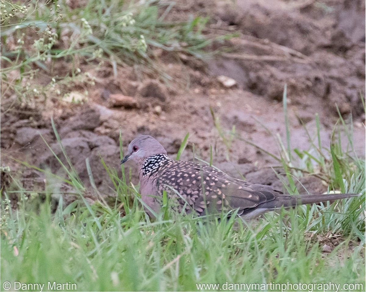 Spotted Dove - ML377074041