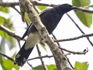  - White-winged Cuckooshrike