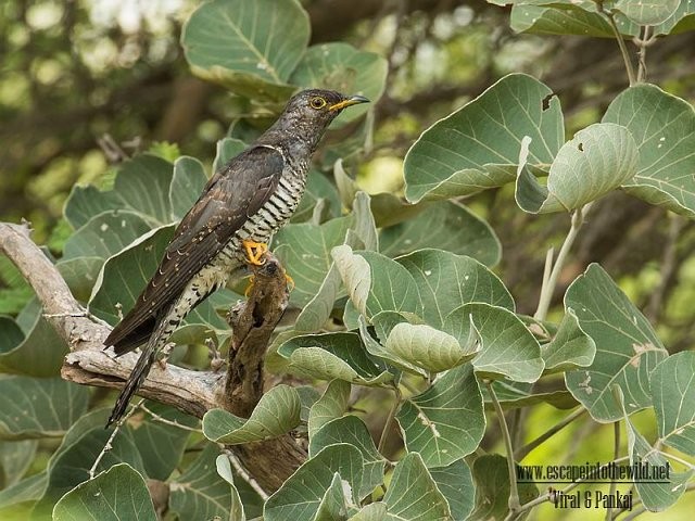 Common Cuckoo - Pankaj Maheria