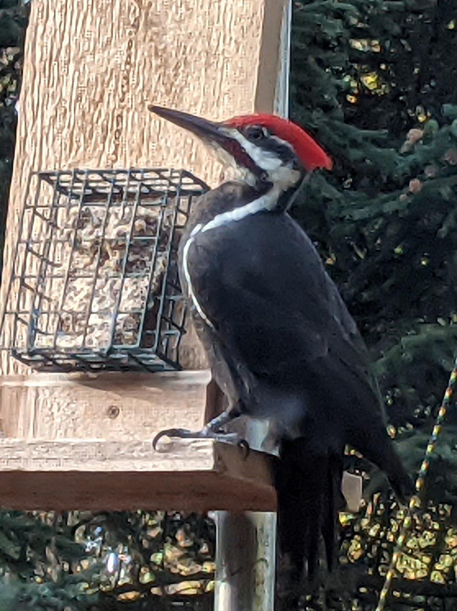Pileated Woodpecker - ML377083331