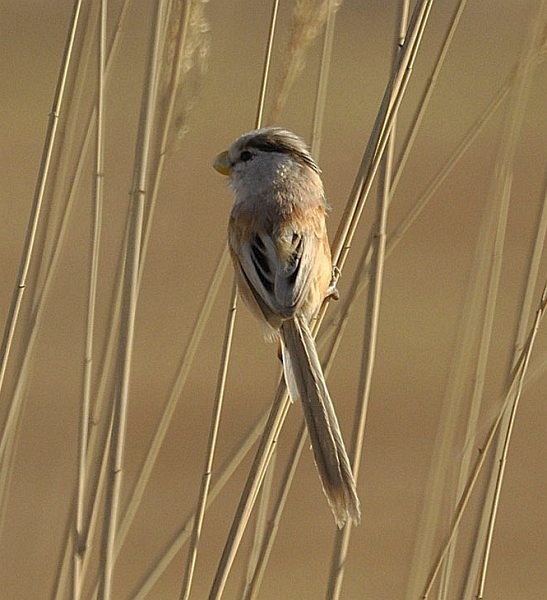 Reed Parrotbill (Northern) - Jon Hornbuckle
