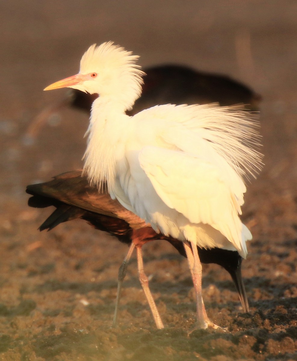 Чапля єгипетська (підвид ibis) - ML377087481